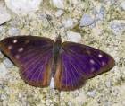 Fotografía a una mariposa de la especie <i>Eunica monima</i> ​​​​​​.