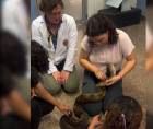 Estudiantes de biología cuidan a una de las boas que rescataron.