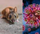 El hantavirus ha encendido las alertas sanitarias a nivel internacional tras confirmarse un brote en un crucero que navegaba en el Atlántico, donde varios pasajeros y tripulantes resultaron contagiados.
