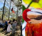 La cuarta liberación incorpora nuevos ejemplares criados en Macaw Mountain y refuerza un proceso de conservación que involucra a comunidades y estudiantes de Lempira.