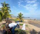 El Comité de Emergencia Municipal (Codem) y la Unidad Municipal Ambiental de Tela han iniciado un plan de limpieza a gran escala, ante el avance del sargazo frente a la bahía.
