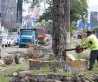 Los sampedranos no podían creerlo, en plena circunvalación equipos municipales cortaban históricos árboles sin ninguna explicación, lo que fue catalogado como una masacre ambiental.