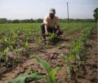 Las autoridades recomiendan la siembra de cultivos alternos que requieran menos agua ante los pronósticos de la llegada de El Niño.