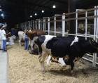 Dentro de la programación se contempla juzgamientos de ganado lechero y de carne, competencias de caballos de distintas disciplinas como Paso Peruano, Iberoamericano, Caballo Bailador y Cuarto de Milla, así como el Rodeo Infantil por el Día del Niño AGAS.