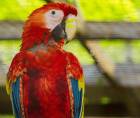 Copán se prepara para vivir uno de sus eventos ambientales más esperados: la 13ª Liberación de Guacamayas Rojas, una actividad que une conservación, turismo, educación ambiental y orgullo nacional.