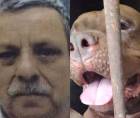 La Dirección de Medicina Forense del Ministerio Público confirmó este jueves que Alex Alfonso Maldonado Bonilla, de 75 años, murió de manera accidental a consecuencia de las mordeduras de su perro Zeus, caso ocurrido el pasado lunes 21 de septiembre en la colonia Hato de Enmedio, en Tegucigalpa.