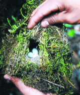 El cusuco maravilla  a científicos