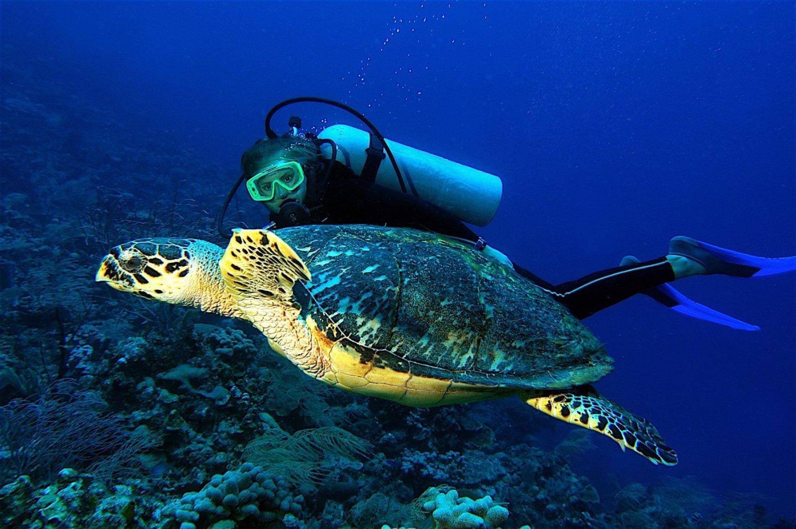 $!Bucear para explorar la vida marina.