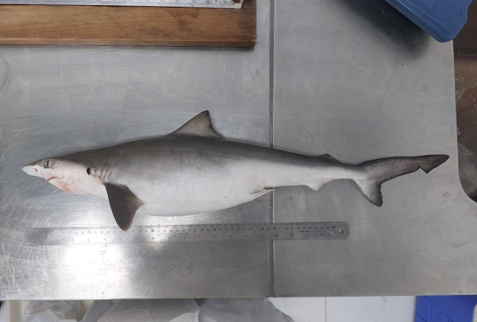 $!Se halló que 13 cazones picudos atrapados frente a la costa de Río de Janeiro tenían cocaína en su organismo.