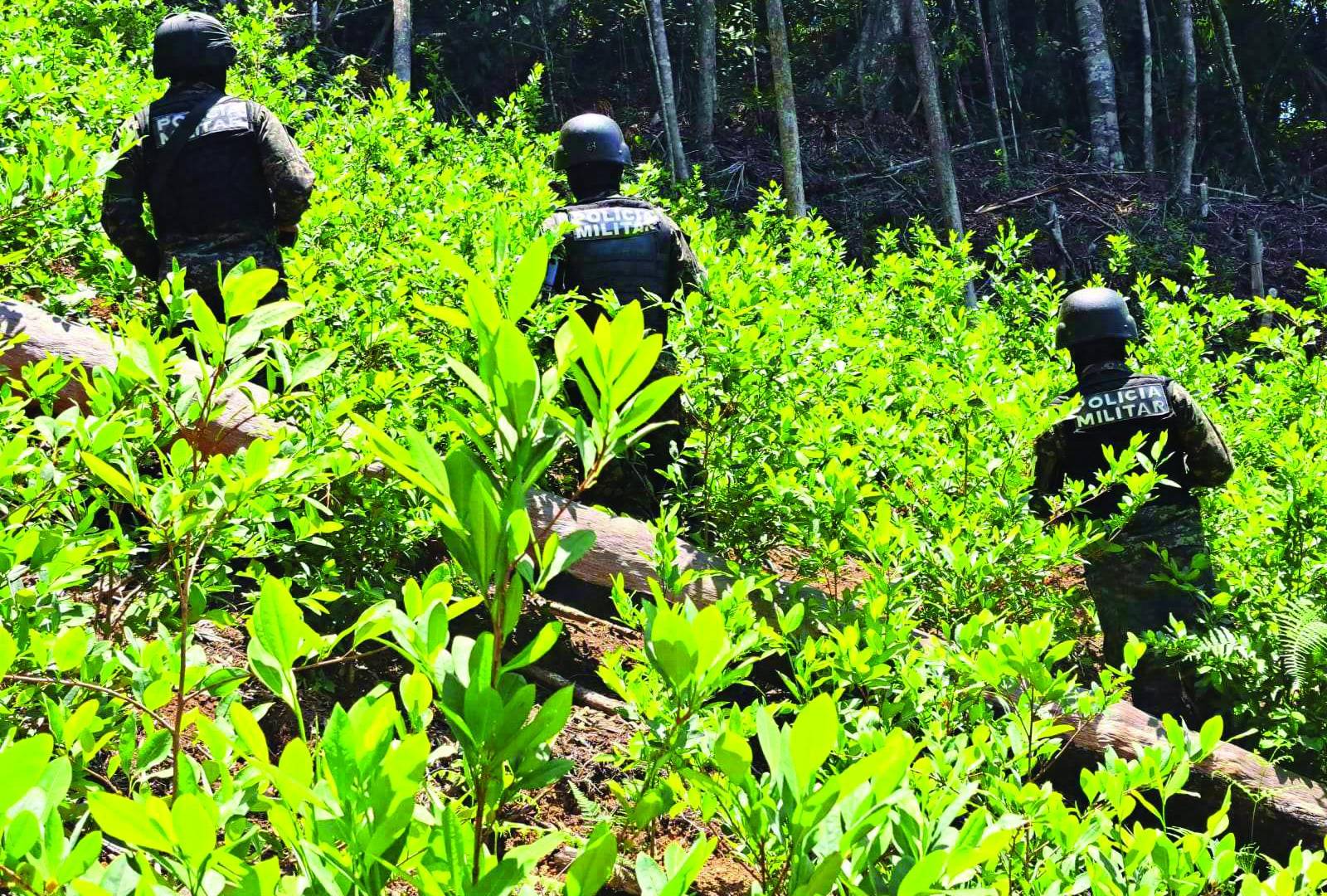 $!La Policía, el Ministerio Público y militares se han enfocado en destruir plantaciones de hoja de coca.