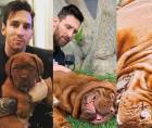 Lionel Messi reveló un gran misterio: El astro argentino confesó dónde y cómo está Hulk, el gigante perro que tienen.