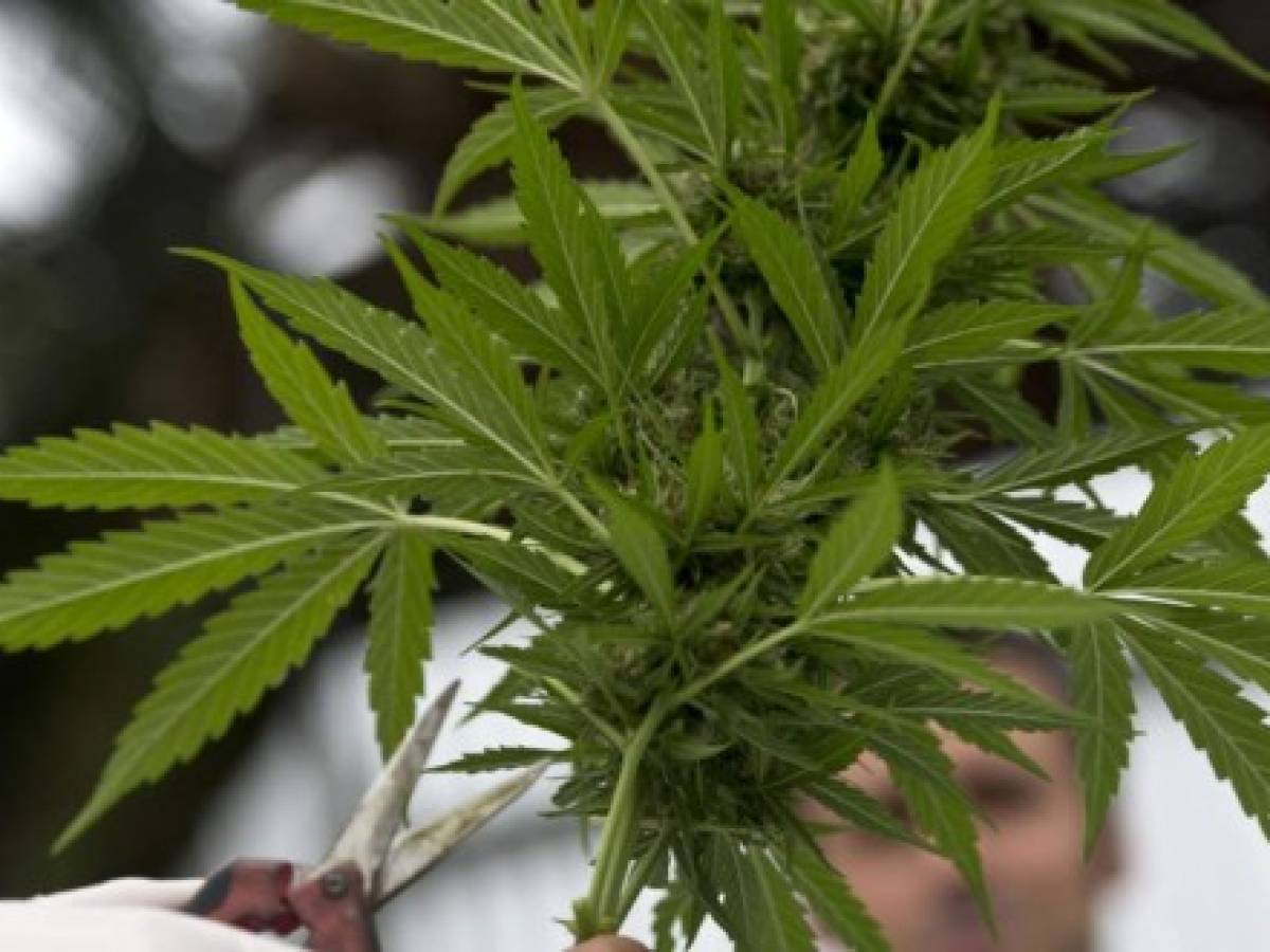Francia aprueba el uso experimental del cannabis terapéutico