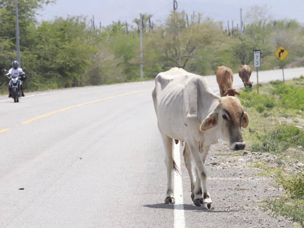 Las vacas recorren largos kilómetros en busca de pasto y agua, debido a la escasez de estos recursos y a la falta de insumos en las principales zonas ganaderas.
