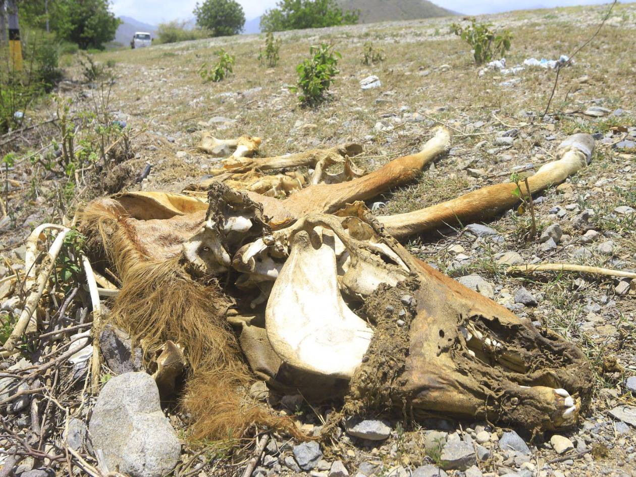 En la carretera que conecta Jocón con Olanchito, es posible observar a la orilla de la vía los restos de varias vacas muertas, una escena que se presenta en esta zona de fuerte actividad ganadera.