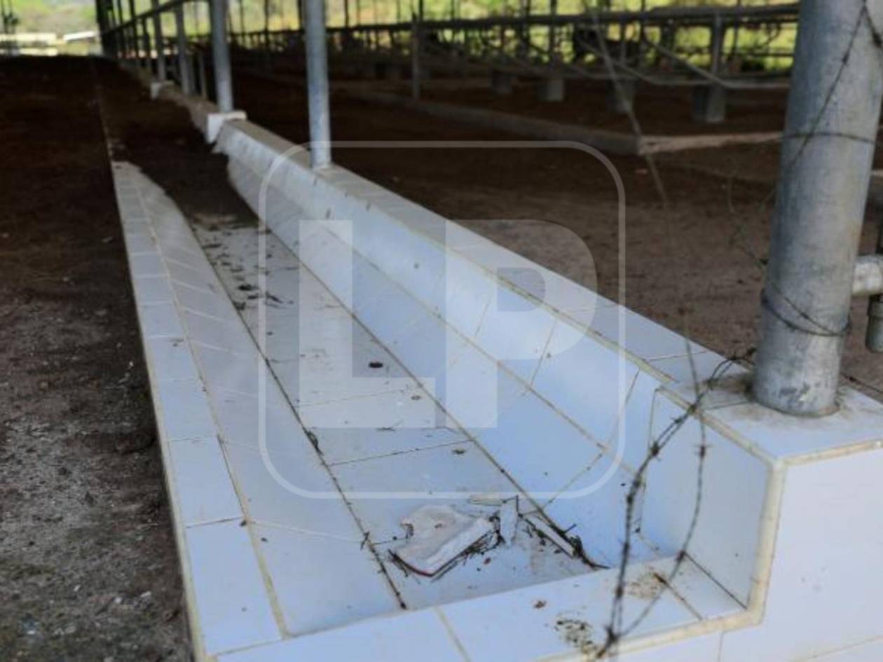 Los grandes establos y corrales donde había vacas y caballos pura sangre también quedaron abandonados.