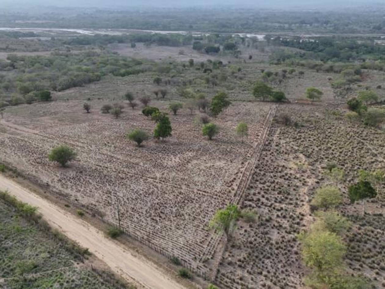 En Yoro hay unas 30 comunidades sufriendo por la sequía. En el Valle Arriba de Olanchito, la ganadería está al borde del colapso por que no hay alimento para el ganado.