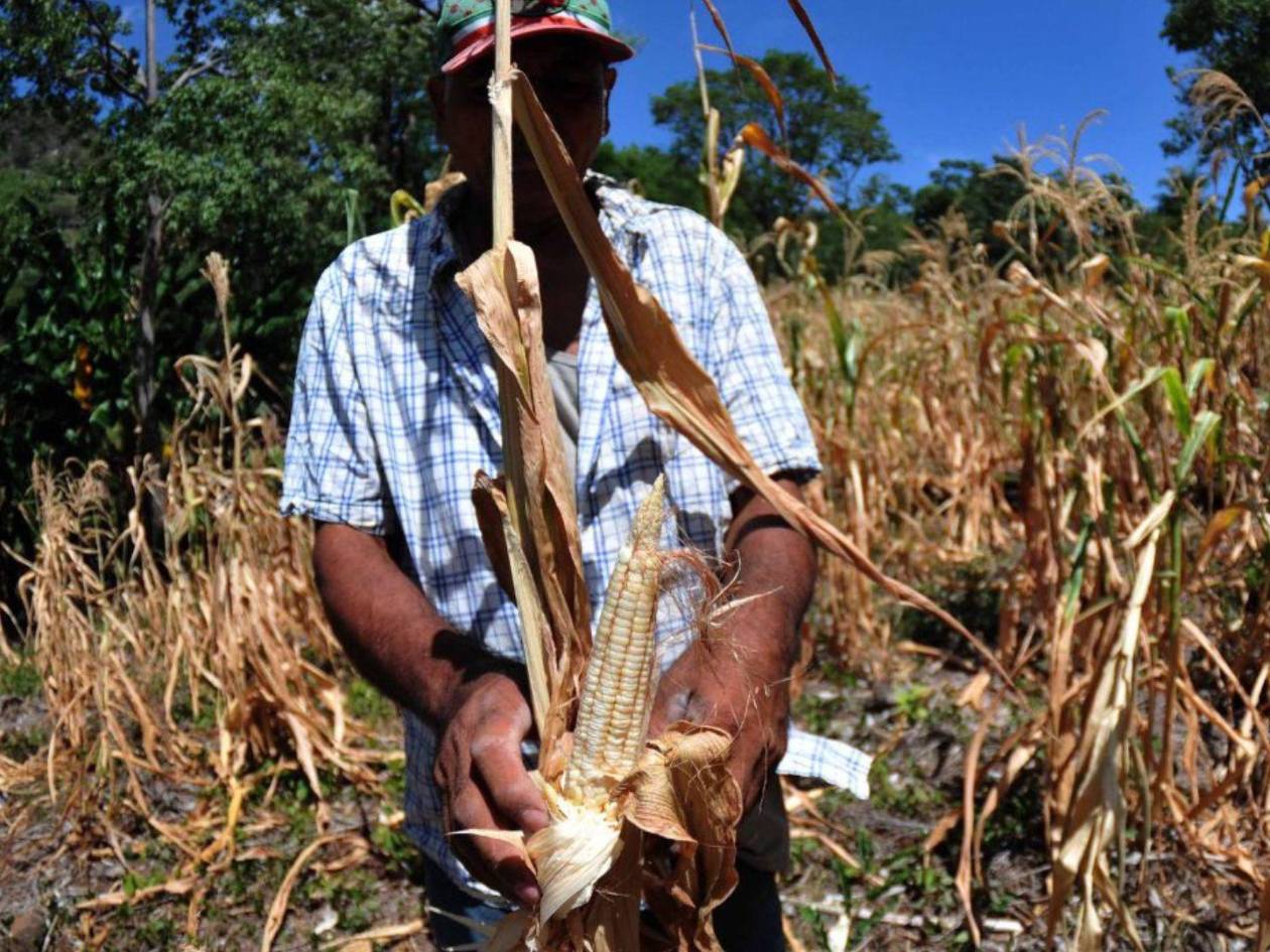 Debido a que la segunda temporada lluviosa comenzó después de la primera quincena de septiembre, algunos cultivos estarán en riesgo en el Corredor Seco.