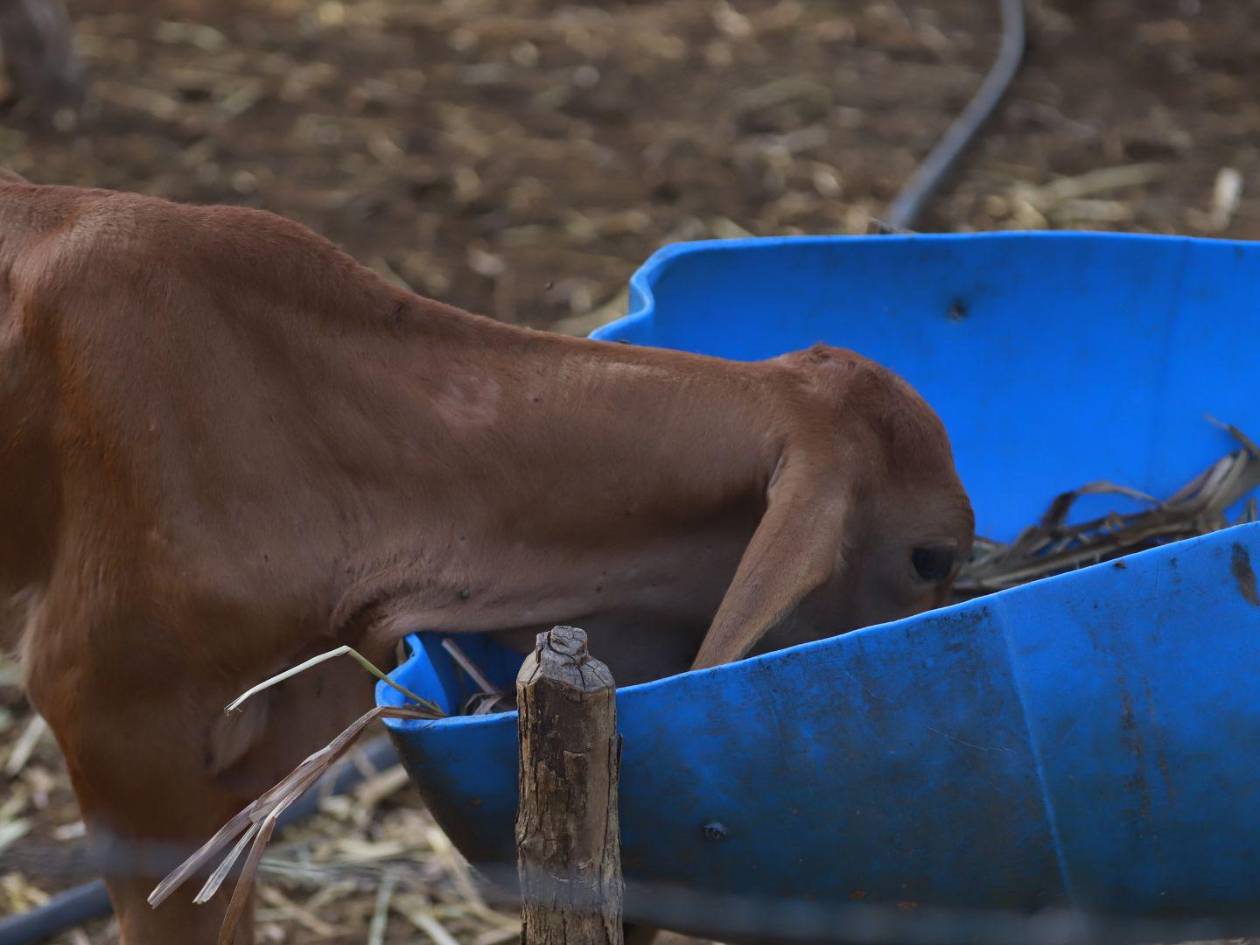 El alimento para el ganado también escasea: queda poca reserva para mantener con vida a los animales.