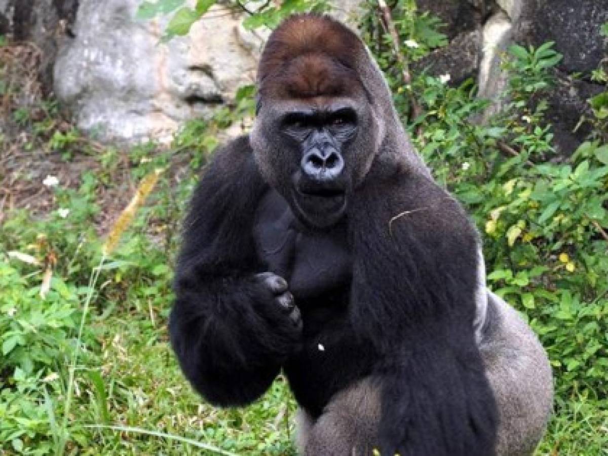 Descubren por qué los gorilas se golpean el pecho