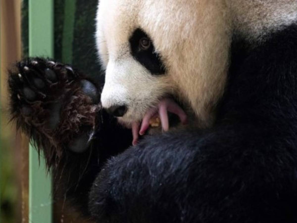Nacen dos crías de pandas gigantes en un zoo francés