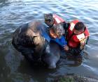 Un manatí fue rescatado ayer sábado -21 de enero de 2023- en la Laguna de Alvarado en Puerto Cortés.