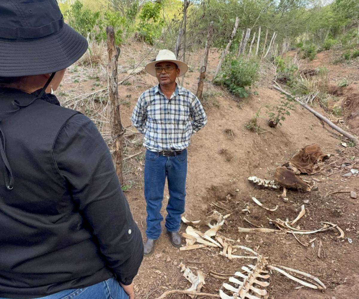 LA PRENSA Premium recorrió la zona ganadera de Yoro para constatar la mortandad de animales, una señal de alerta para el Gobierno central.