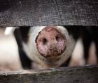 El hondureño, víctima del furioso cerdo, está fuera de peligro, informaron las autoridades médicas del centro asistencial olanchano.