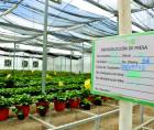 Al menos 60,000 plantas se producen en los viveros de la SAG en Intibucá. Se busca incorporar variedades con derechos de producción en la zona de Intibucá. La producción se caracteriza por tamaño y dulzura.