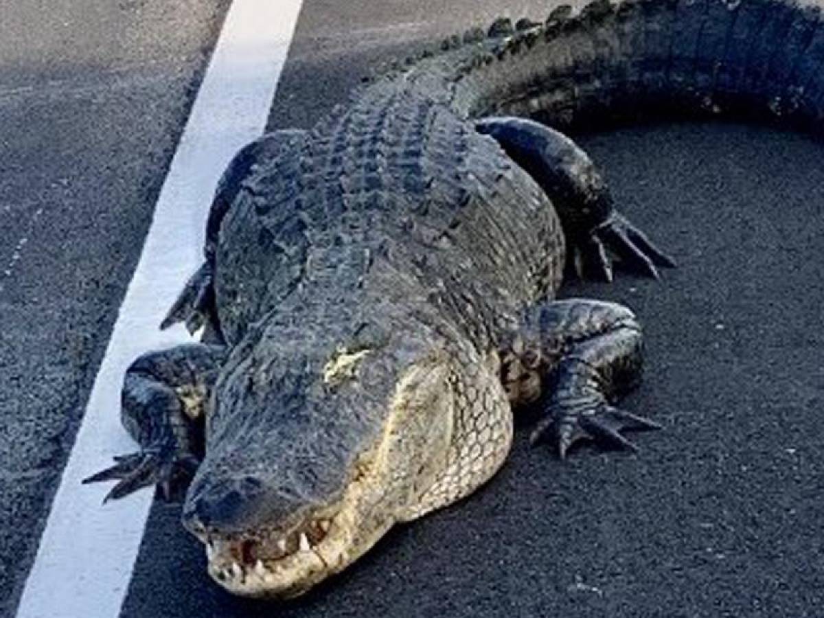 Virales: Un caimán de tres metros detiene el tráfico en una carretera en Florida