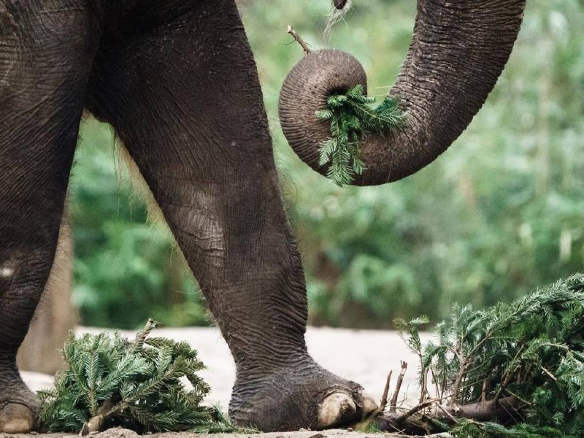Un elefante mata a un biólogo en un parque nacional de Uganda