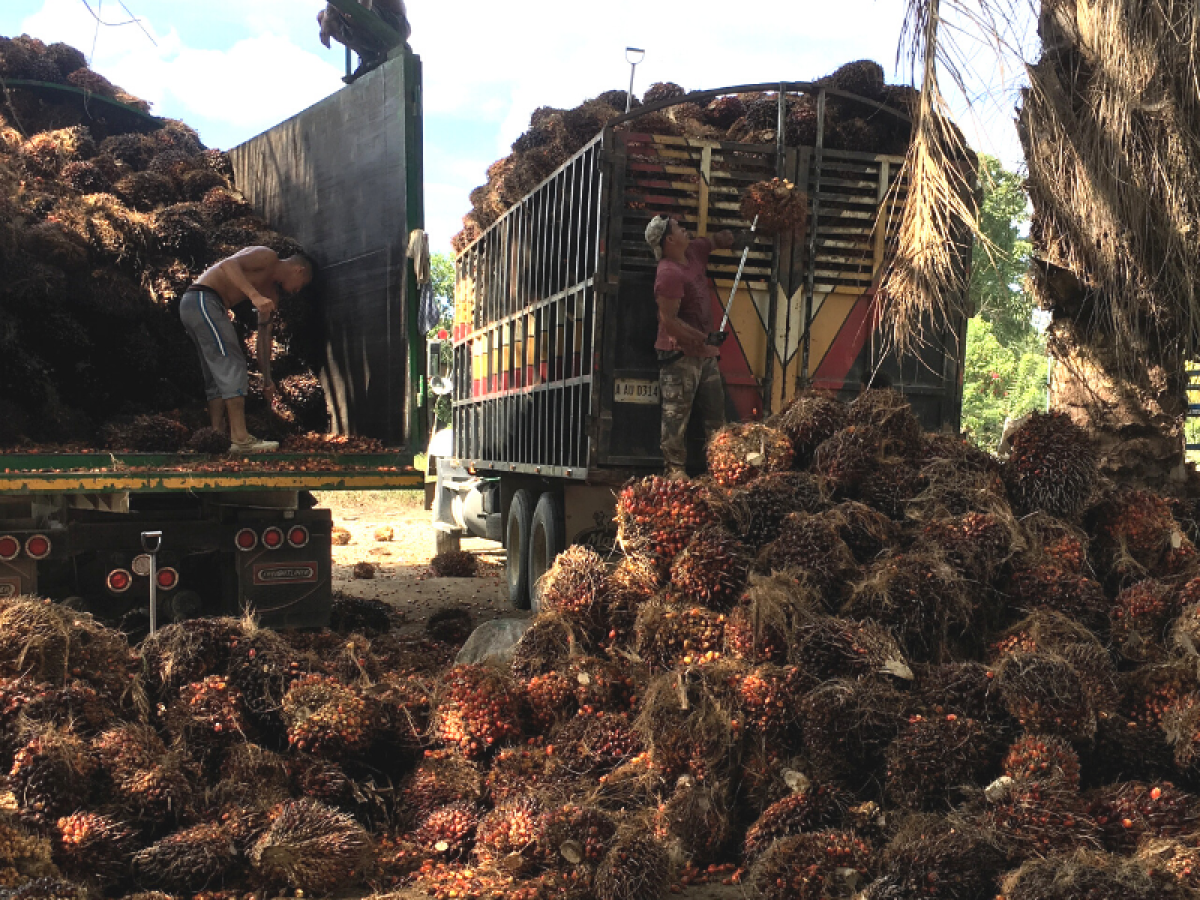 Exportaciones de aceite de palma africana superaron los $500 millones en 2021