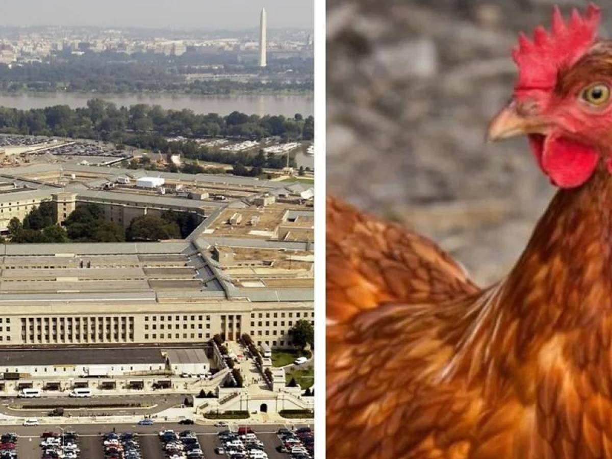 Una gallina intentó ingresar al Pentágono