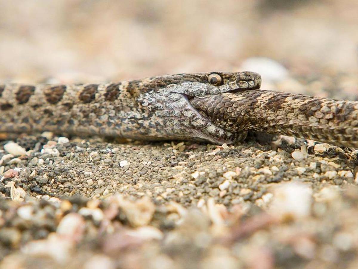 Lo que faltaba: descubren serpientes caníbales