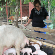 Hondureña utiliza Facebook para vender sus cerdos