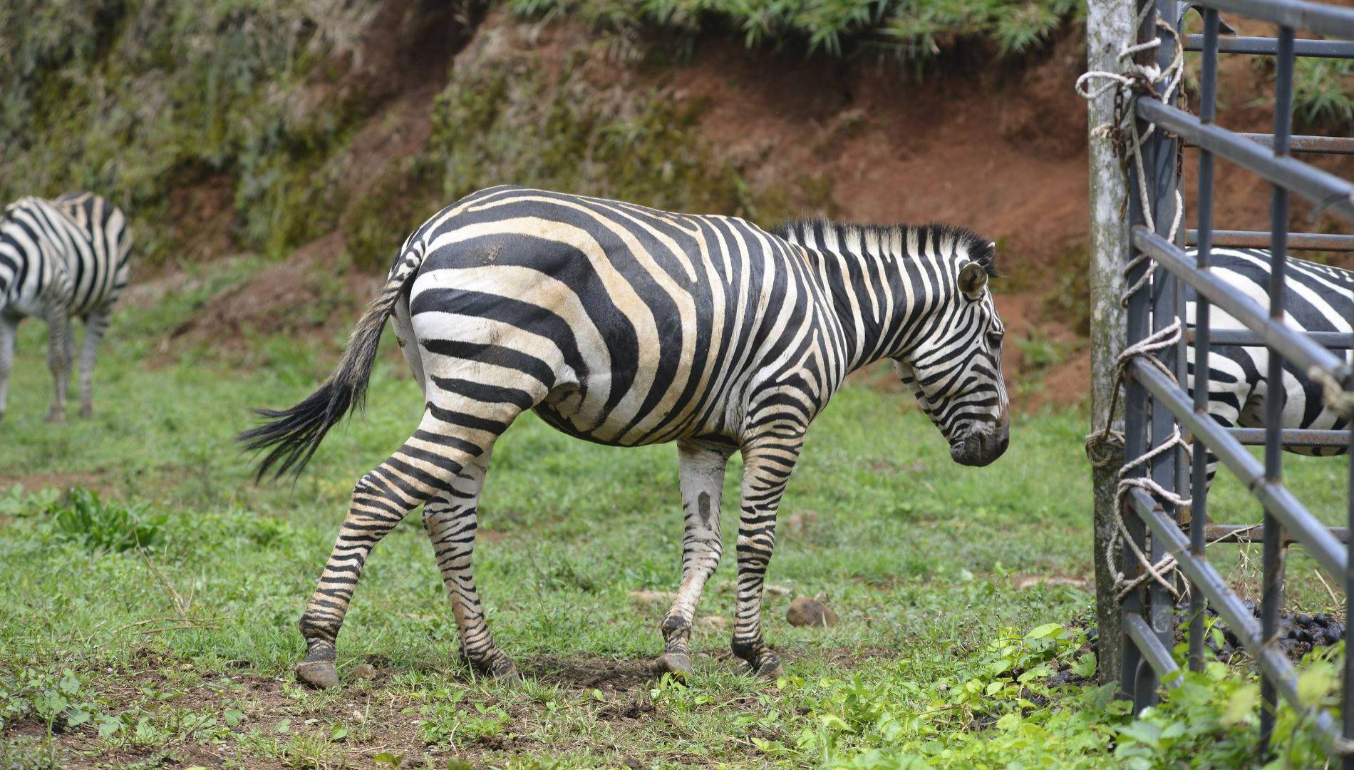$!Los turistas encuentran en Joya Grande un lugar donde pueden relajarse y disfrutar en familia sin preocuparse por nada.