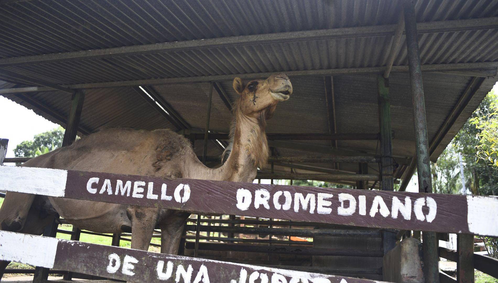 $!Este sitio ofrece una experiencia única donde la naturaleza, la aventura y la vida silvestre se combinan para crear un verdadero oasis natural.