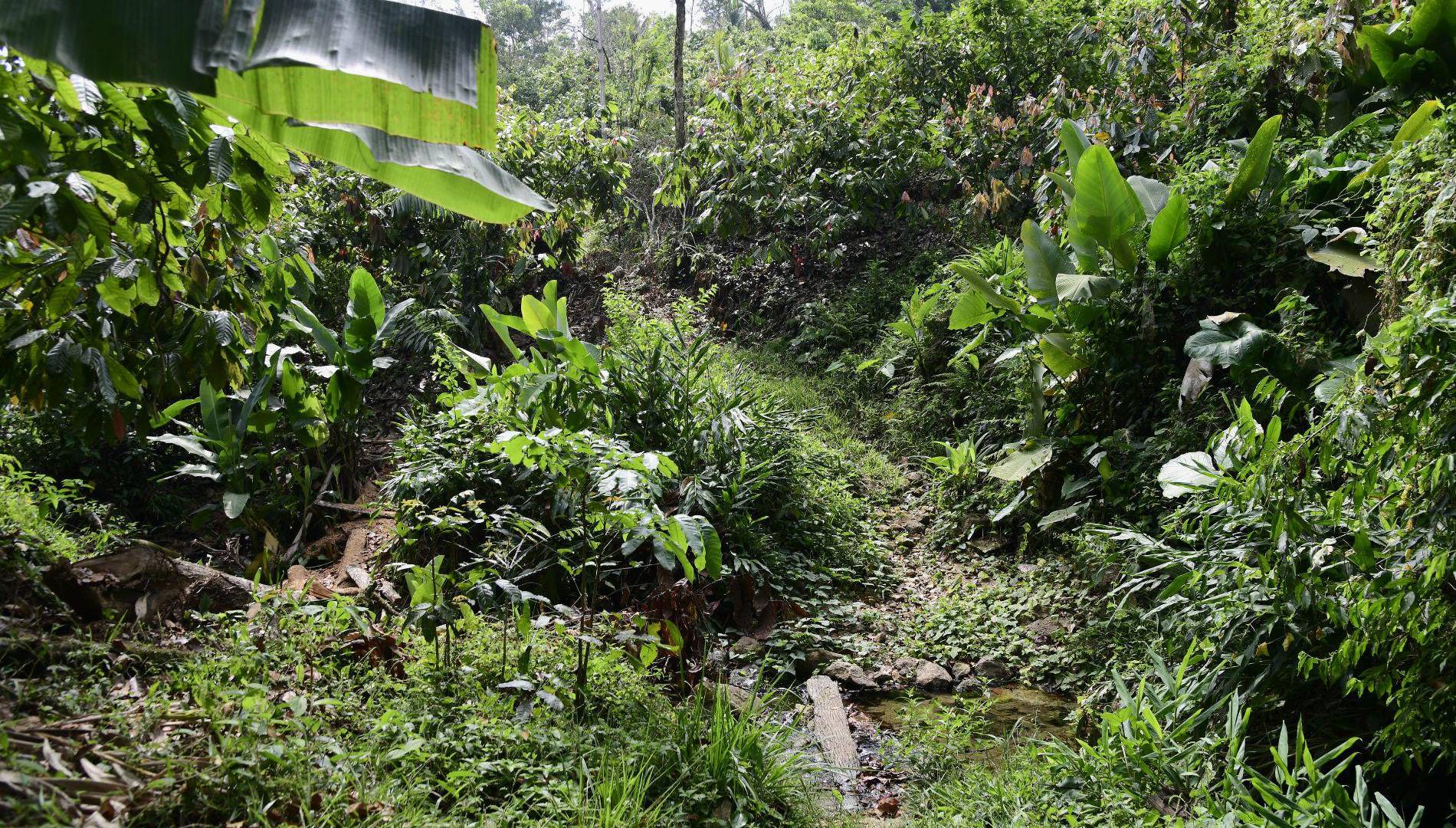 $!El cadáver de Marcelino Mendoza fue localizado en el corazón de una plantación de cacao.