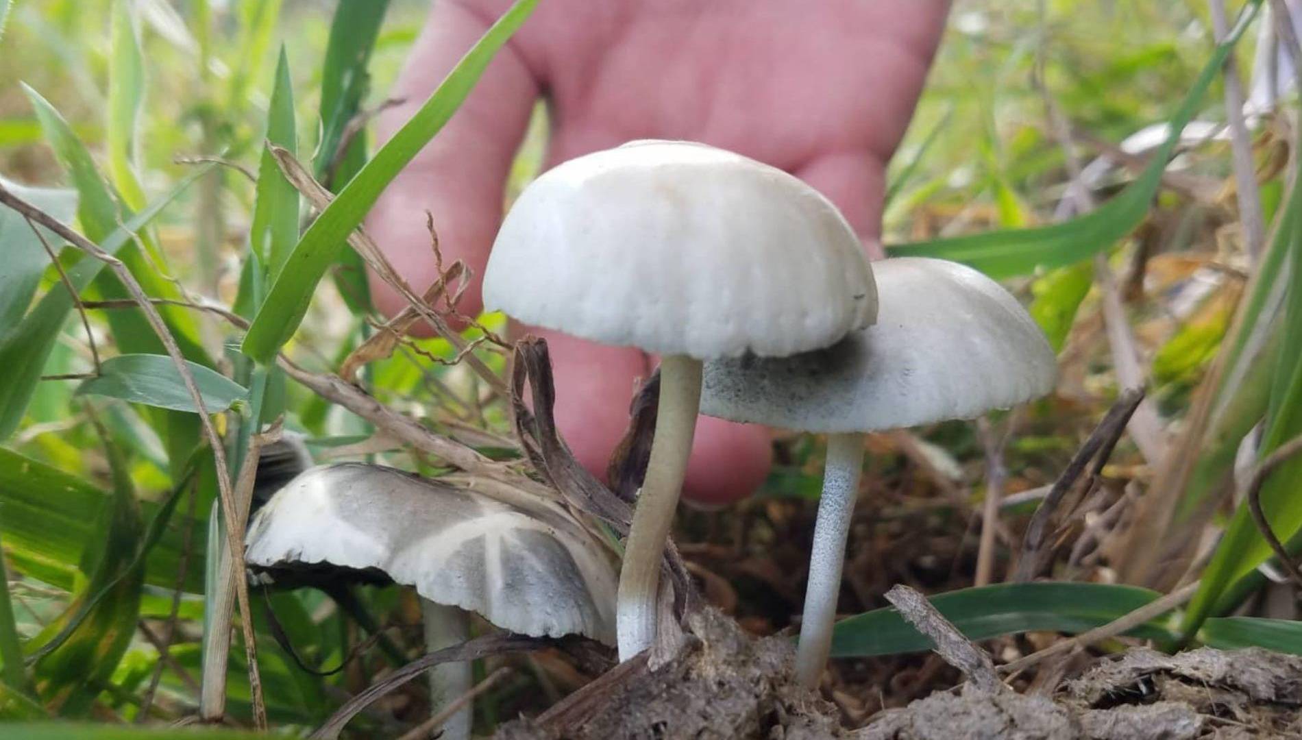 $!Alucinaciones, ansiedad, paranoia, nerviosismo, distorsión del tiempo, espacio y realidad. También náuseas, debilidad muscular y falta de coordinación.