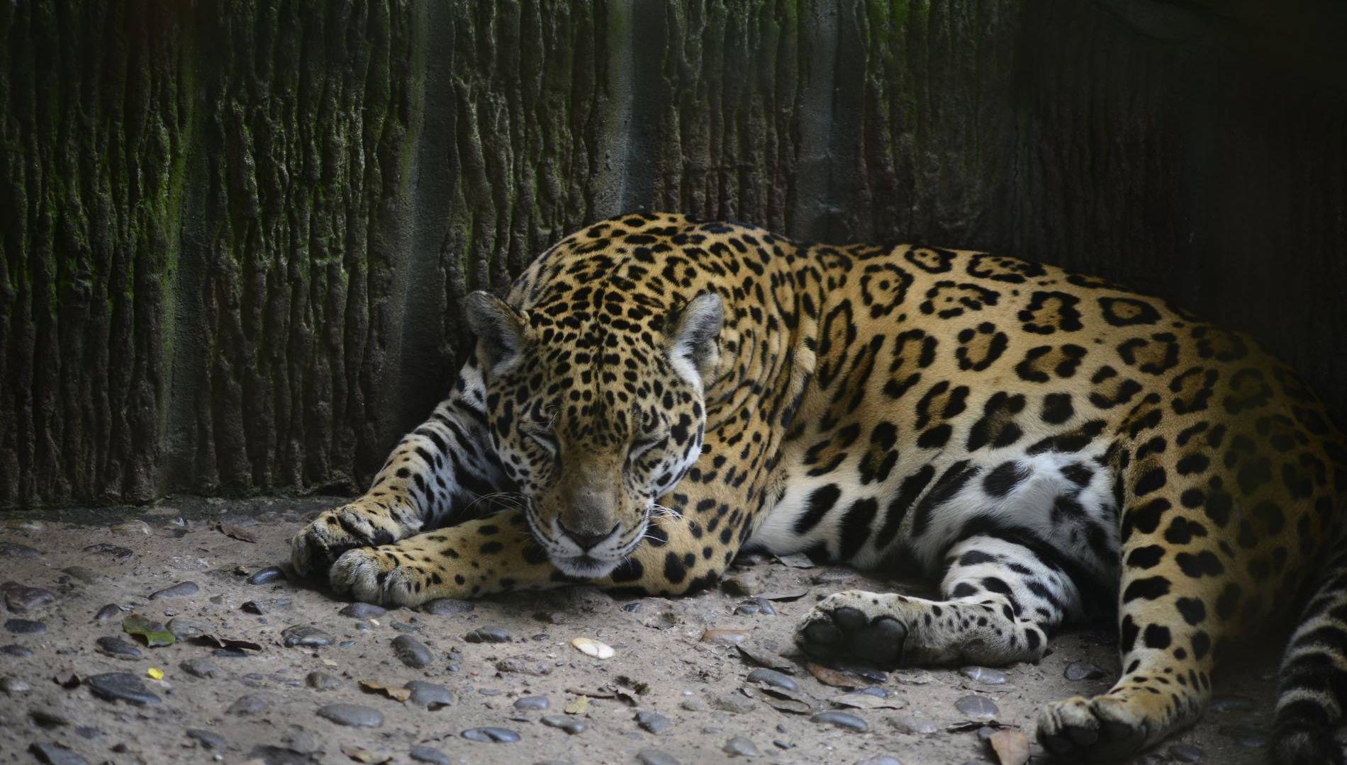 $!Los animales que habitan este lugar son embajadores de la riqueza natural que tiene la naturaleza y fauna para ofrecer al mundo.