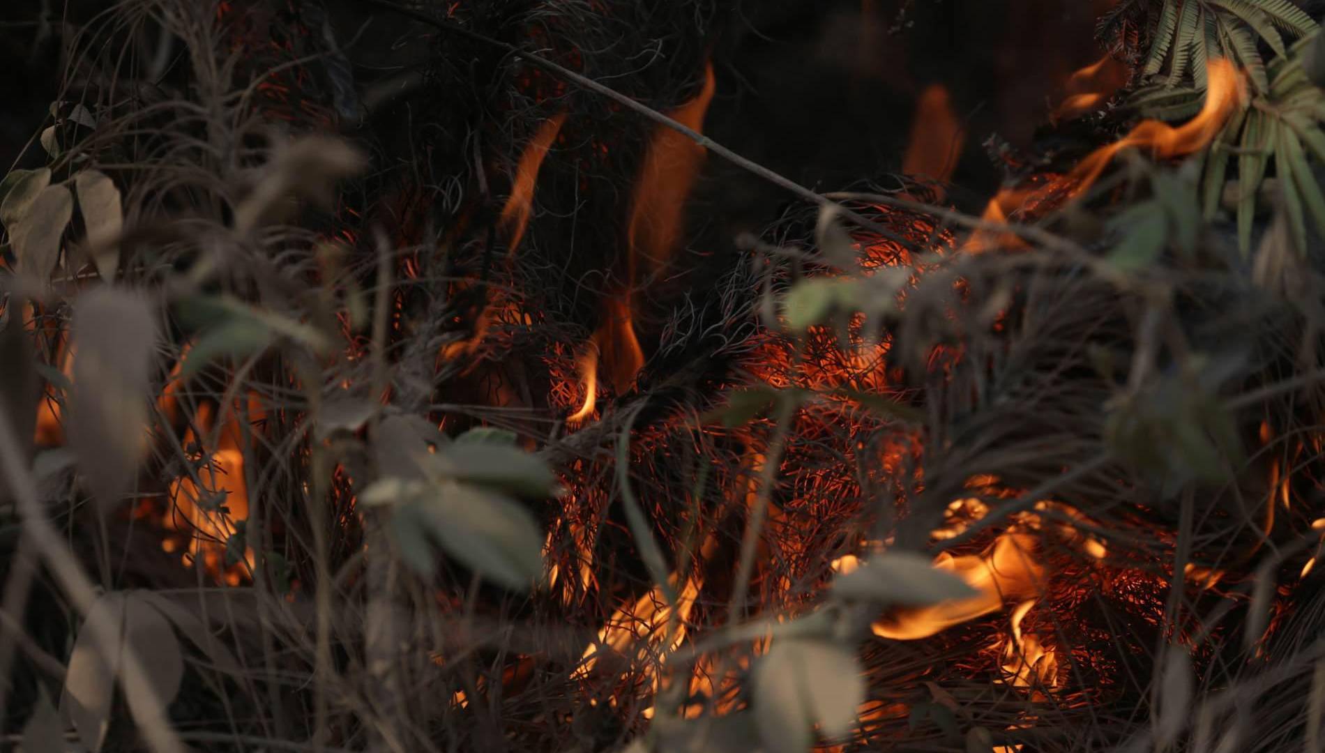 $!En el área protegida se consuma un auténtico ecocidio.