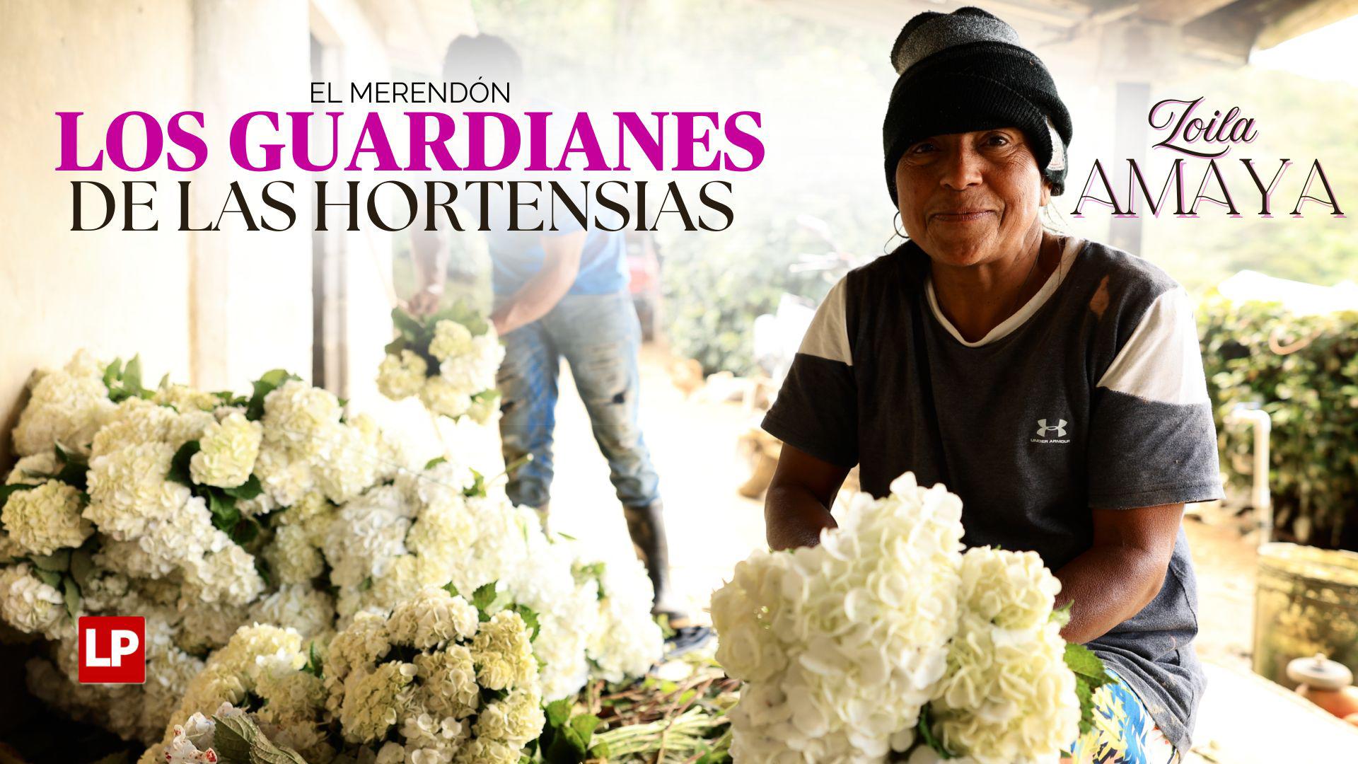 Vendo hortensias para pagar mi tratamiento contra el cáncer
