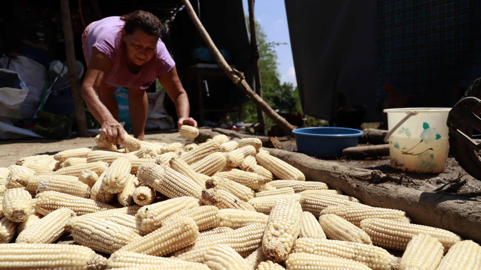 $!Además de causar daños por la destrucción, ocasionan pérdidas. Las empresas no podrán vender.