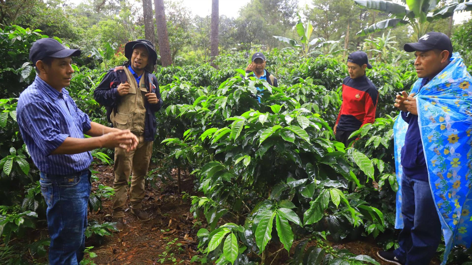 $!El productor Orlando Lemus abrió su finca El Bosque para contar a otros caficultores de la zona, la experiencia de abonar de forma orgánica su finca y de implementar buenas técnicas para mejorar su producción.