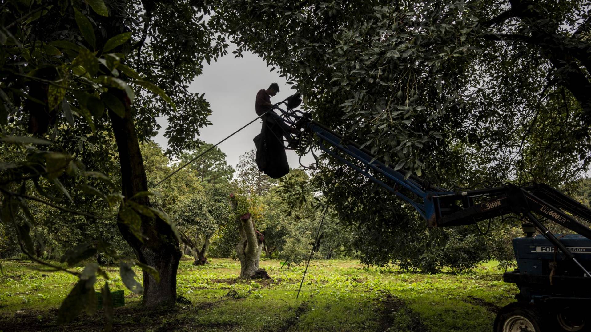 $!Un trabajador corta aguacates en el Estado de Michoacán, donde el clima y el suelo son óptimos para el cultivo.