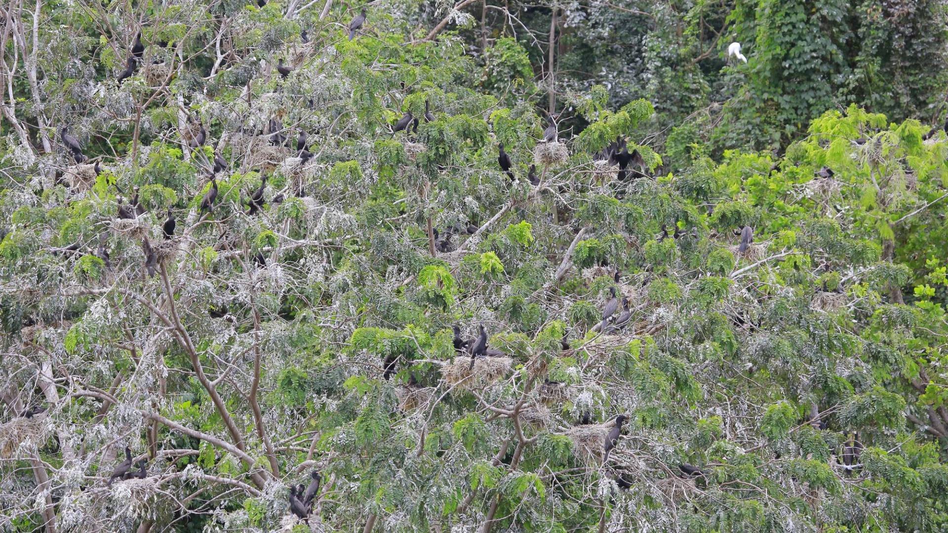 $!Se les ve en bandadas o volando solos a grandes distancias, que superan los 12 a 15 kilómetros; además, son sumamente ruidosos.