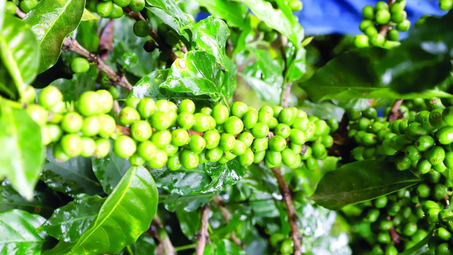 $!El café está en proceso de maduración. En fincas abajo de los 1,000 metros de altura sobre el nivel del mar, ya maduró y comenzó a ser cortado, particularmente en el occidente del país.