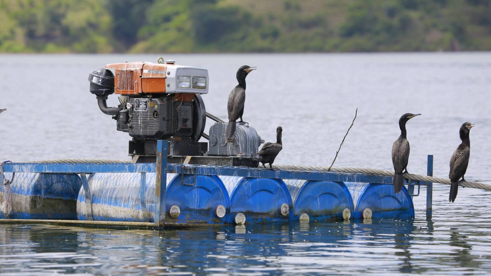 $!Los patos son los amos del embalse de El Cajón.