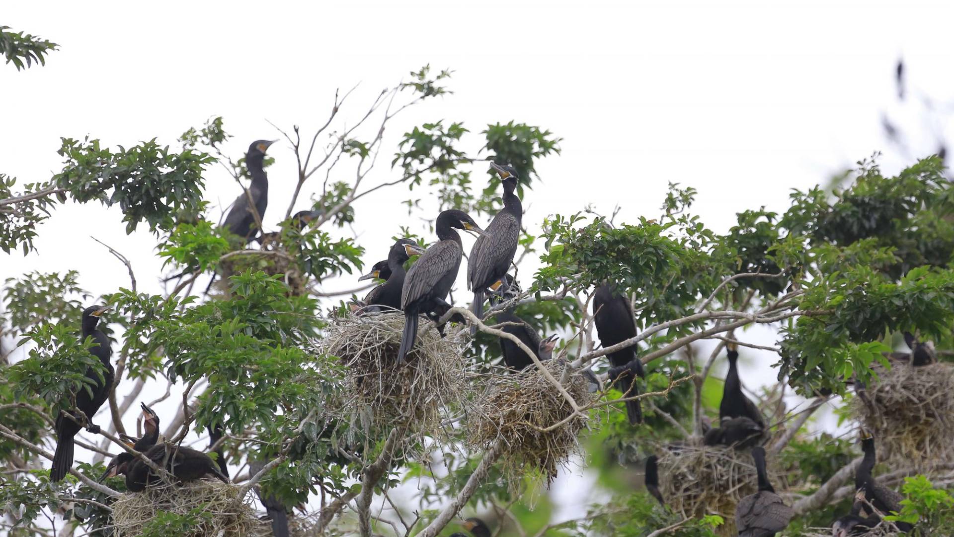 $!Un solo árbol puede tener miles de nidos de patos y crías.