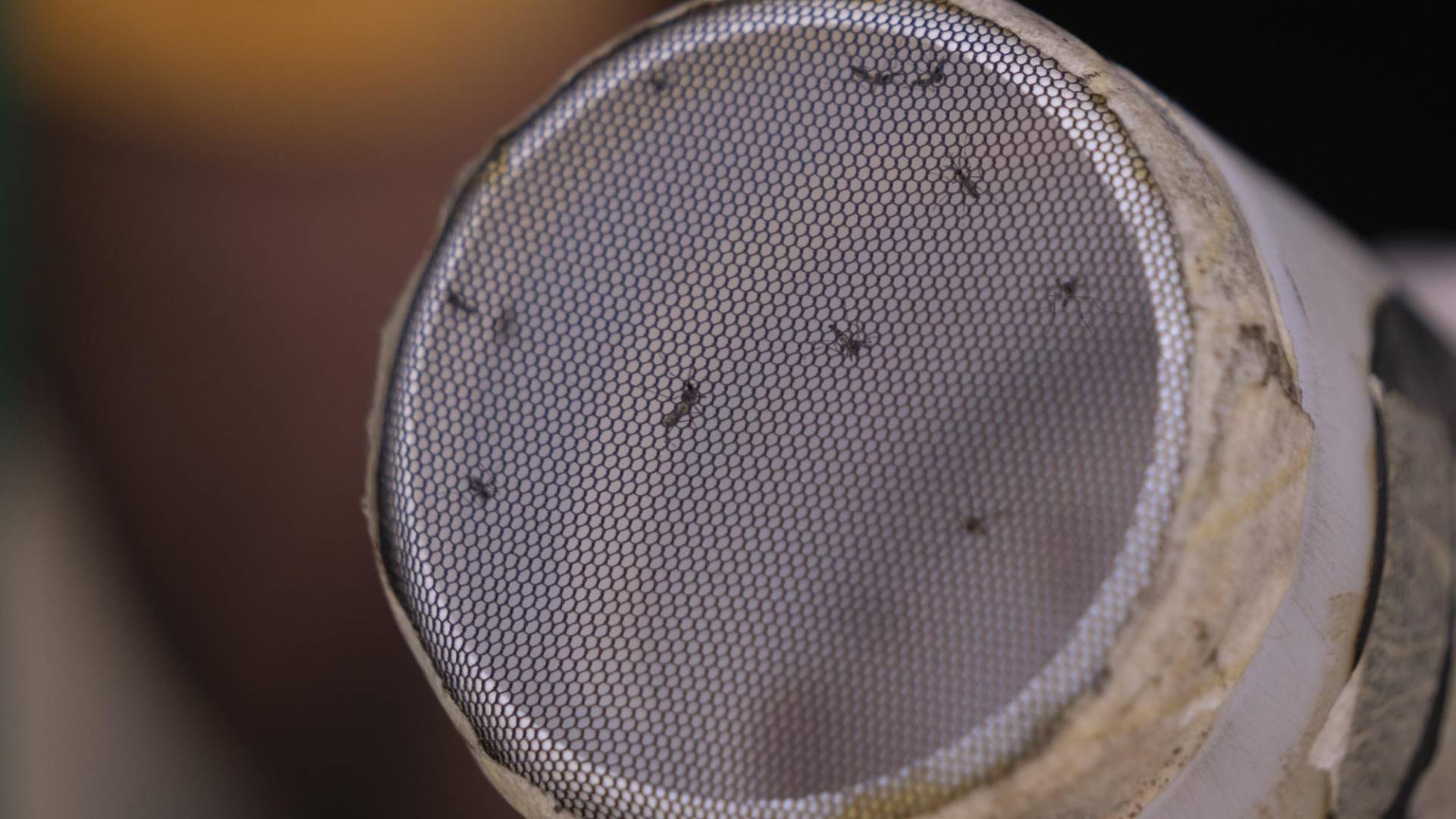 $!El Niño y el calentamiento han magnificado un brote de dengue. Mosquitos listos para análisis.