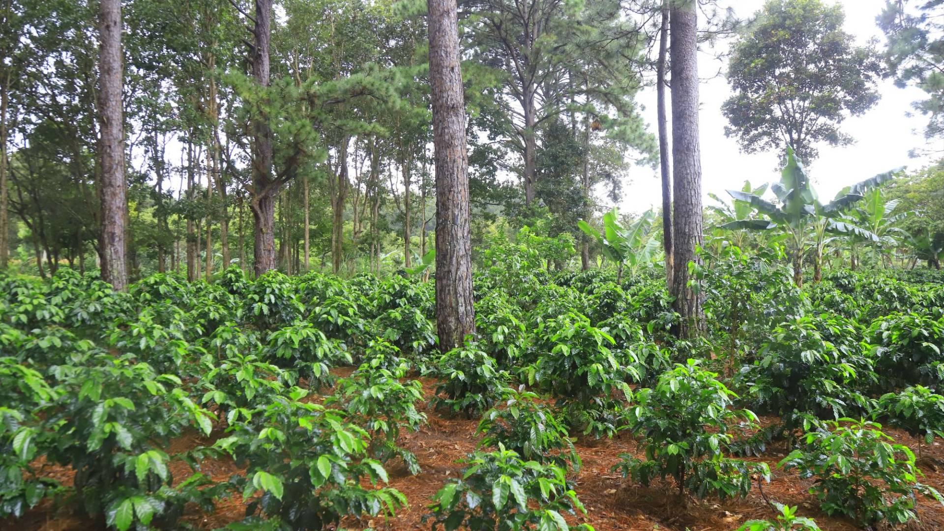 $!El café rodeado de árboles materiales y frutales absorbe sus aromas, aportando mejores sabores y calidad al aromático.